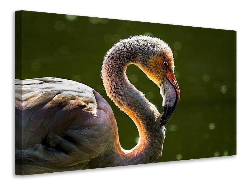 canvas-print-gorgeous-bird