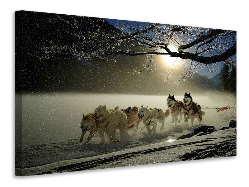 canvas-print-huskies