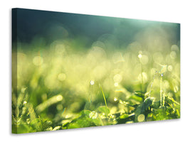 canvas-print-in-the-meadow