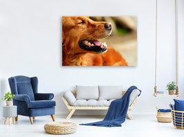 canvas-print-irish-setter-muzzle