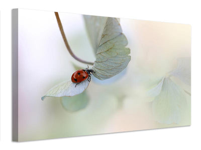 canvas-print-ladybird-on-bluegreen-hydrangea-x