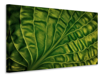 canvas-print-leaf-of-a-hosta