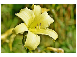 canvas-print-lilies-blossom-in-yellow