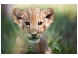 canvas-print-lion-baby