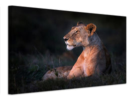 canvas-print-lone-lioness-x