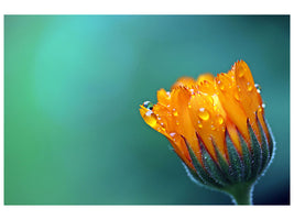 canvas-print-marigold-in-morning-dew