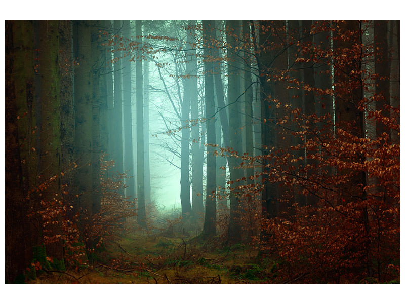 canvas-print-mood-in-the-forest
