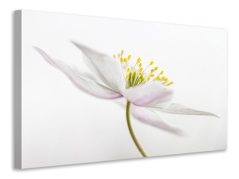 canvas-print-nemorosa-iii