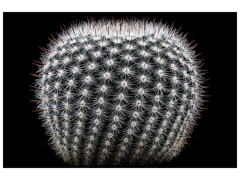 canvas-print-notocactus-scopa-ii