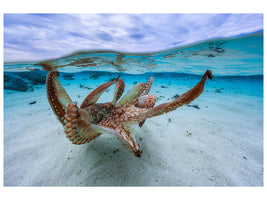 canvas-print-octopus-ii