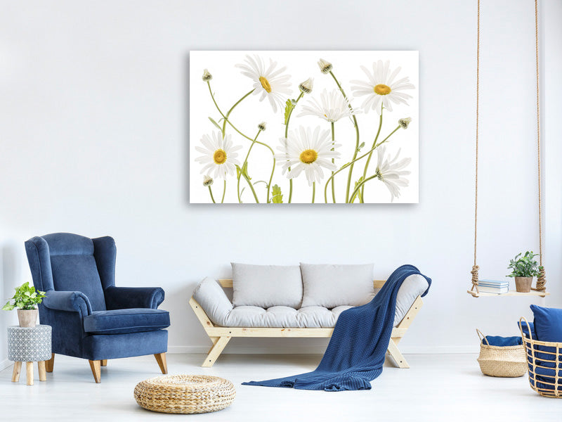 canvas-print-ox-eye-daisies