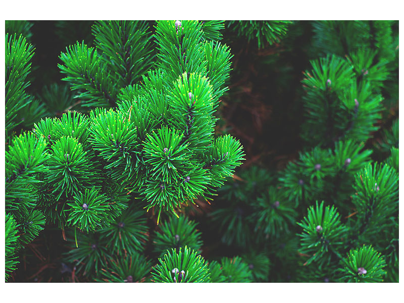 canvas-print-pine-xl