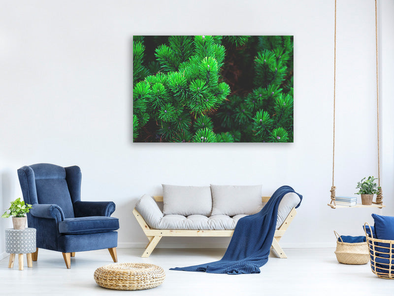 canvas-print-pine-xl