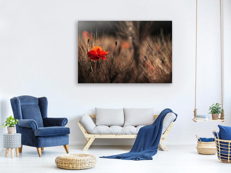 canvas-print-poppy-with-corn-x