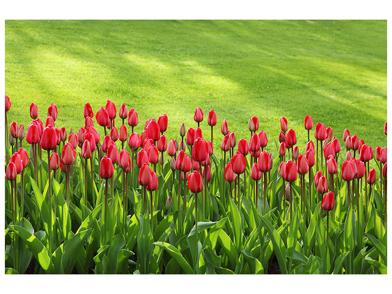canvas-print-red-tulip-field-in-the-sunlight