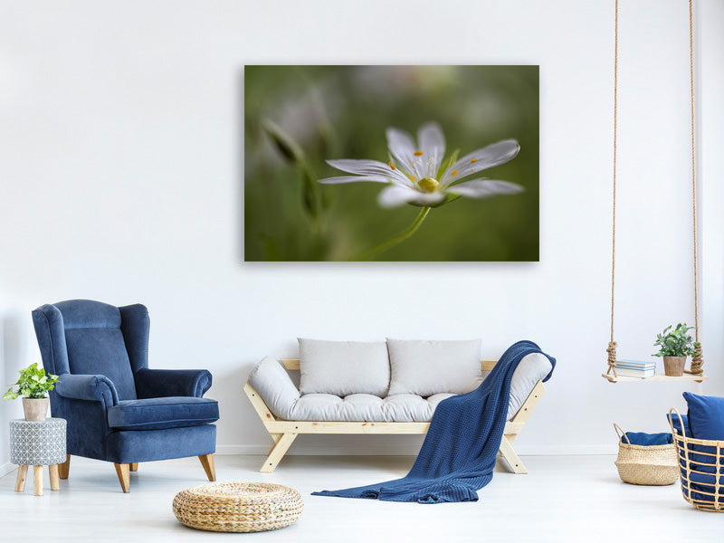 canvas-print-stitchwort