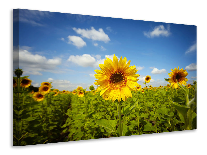 canvas-print-summer-sunflowers