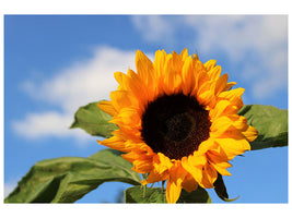 canvas-print-sunflower-in-bloom