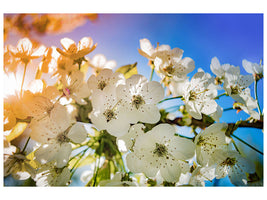 canvas-print-the-apple-tree-blossom