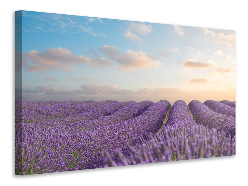 canvas-print-the-blooming-lavender-field