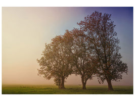 canvas-print-the-crooked-tree