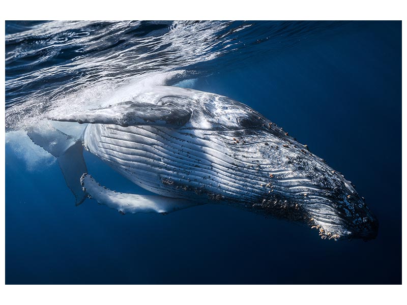 canvas-print-the-whale-x