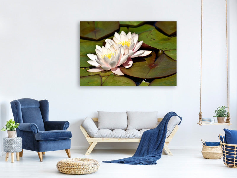 canvas-print-water-lily-duo-in-white