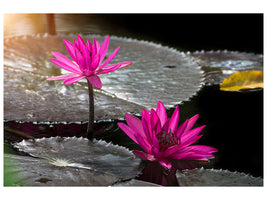 canvas-print-water-lily-in-the-morning-dew