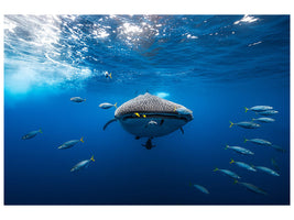 canvas-print-whale-shark-escorted-by-a-school-of-bonito