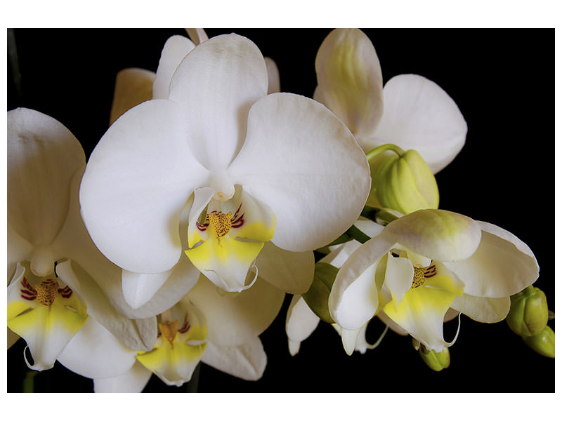 canvas-print-white-orchids-in-bloom