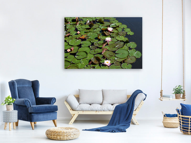 canvas-print-white-water-lilies-in-the-pond