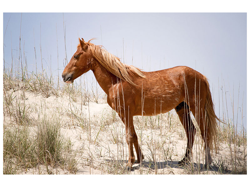 canvas-print-wild-spanish-mustang