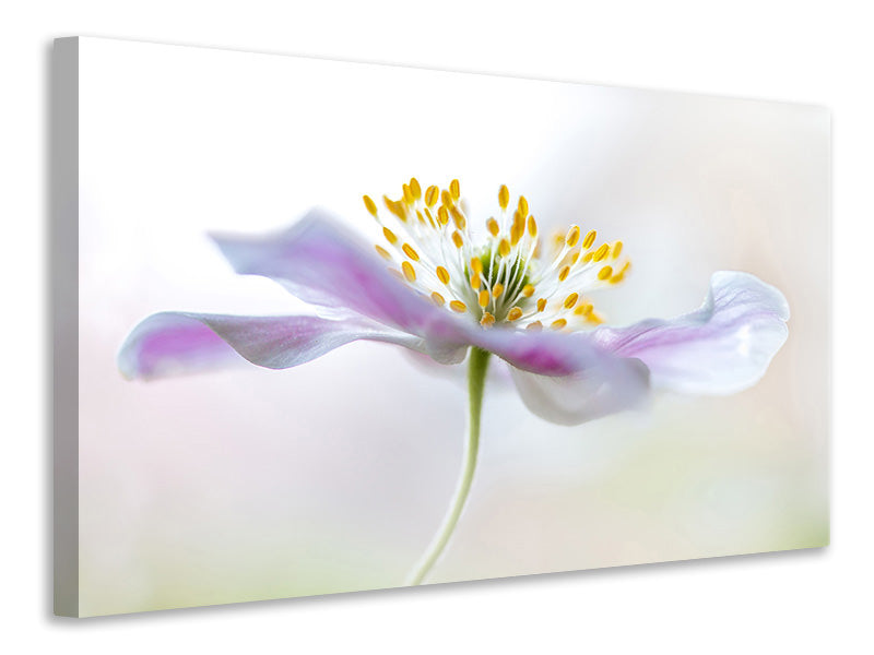 canvas-print-wood-anemone