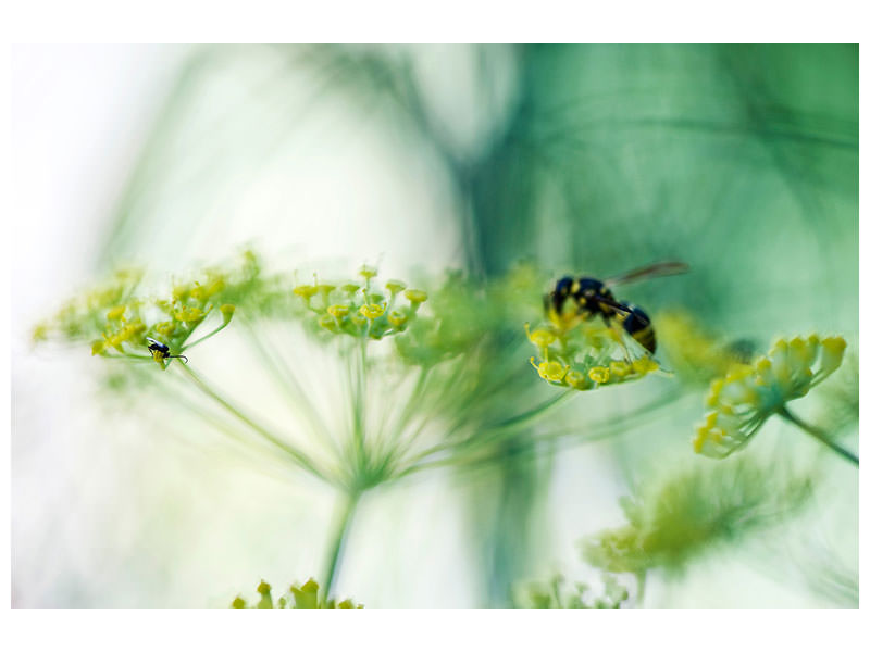 canvas-print-xxl-parsnip