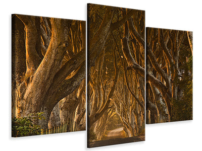 modern-3-piece-canvas-print-early-morning-dark-hedges