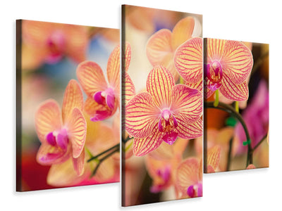 modern-3-piece-canvas-print-exotic-orchids