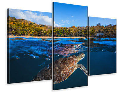 modern-3-piece-canvas-print-green-turtle-sea-turtle