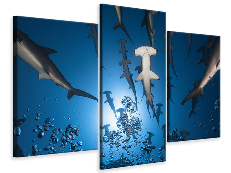 modern-3-piece-canvas-print-hammerhead-shark