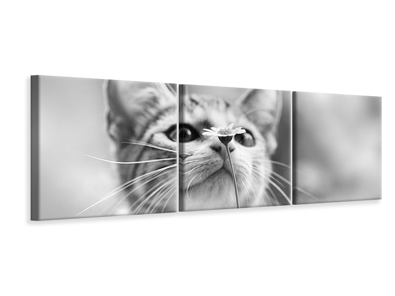 panoramic-3-piece-canvas-print-curious