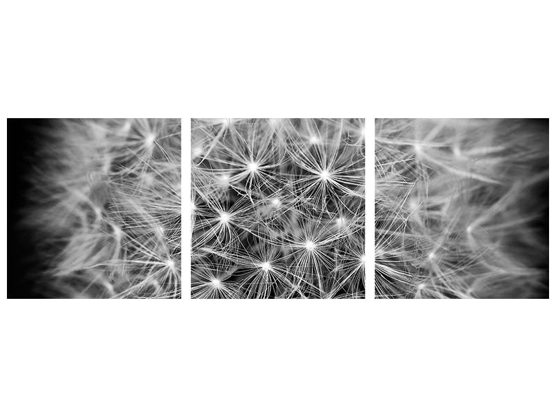 panoramic-3-piece-canvas-print-dandelion-in-xxl