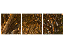 panoramic-3-piece-canvas-print-early-morning-dark-hedges