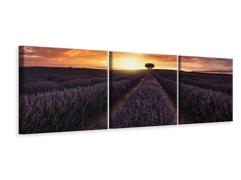 panoramic-3-piece-canvas-print-lavender-sunset