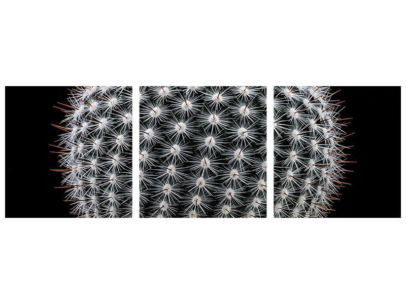 panoramic-3-piece-canvas-print-notocactus-scopa-ii