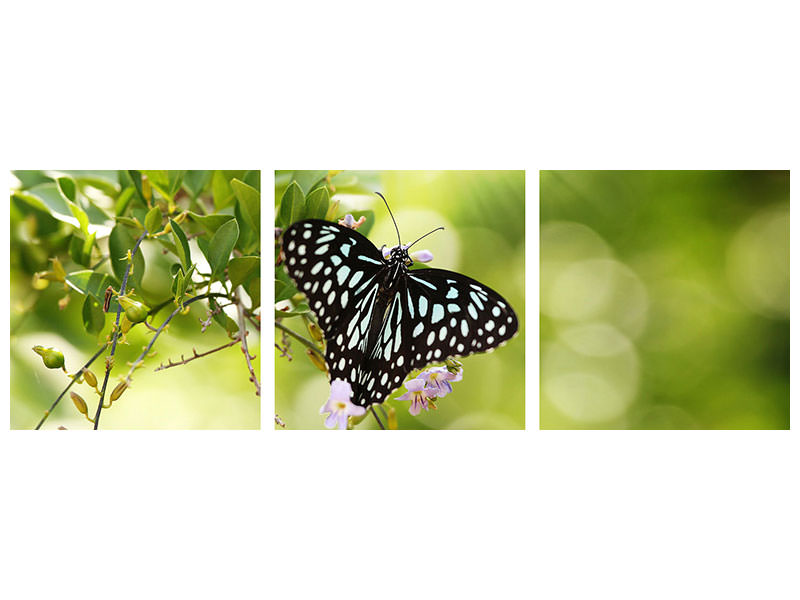 panoramic-3-piece-canvas-print-papilio-butterfly-xxl