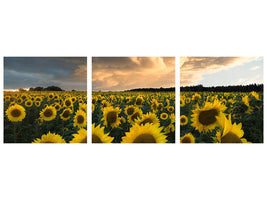 panoramic-3-piece-canvas-print-sunflowers-in-sweden
