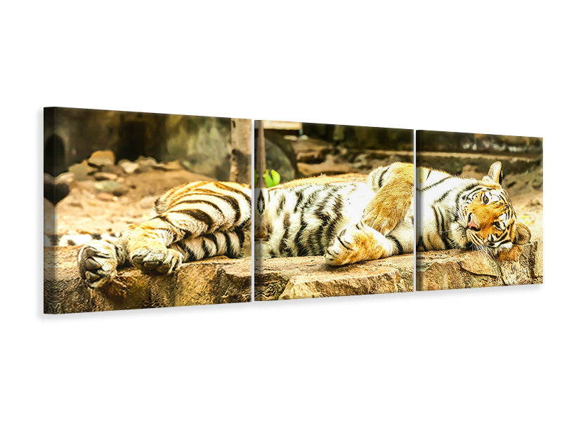 panoramic-3-piece-canvas-print-the-siberian-tiger