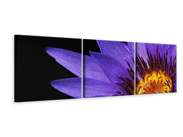 panoramic-3-piece-canvas-print-xl-water-lily-in-purple