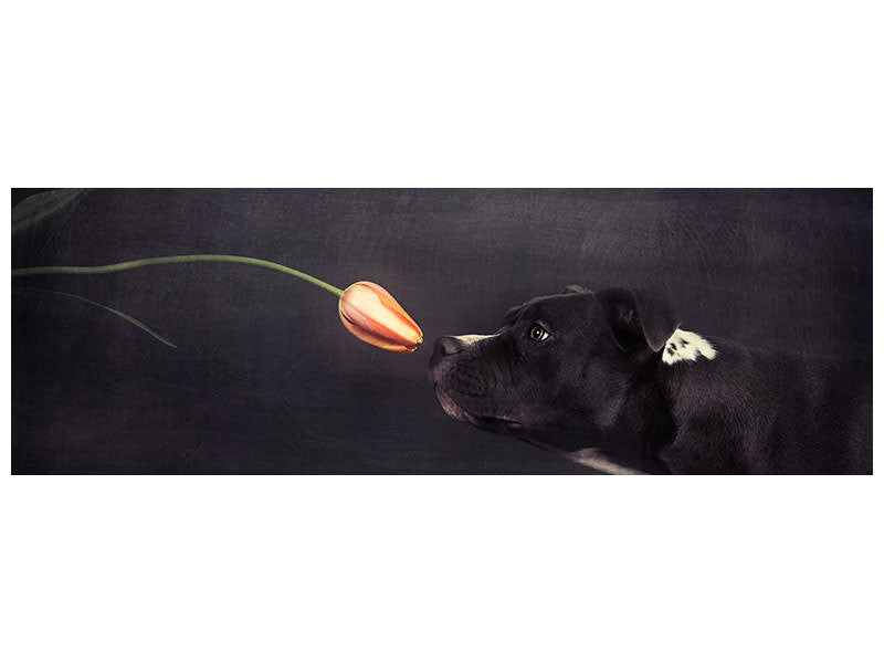 panoramic-canvas-print-first-approach-hildegard-and-the-tulip
