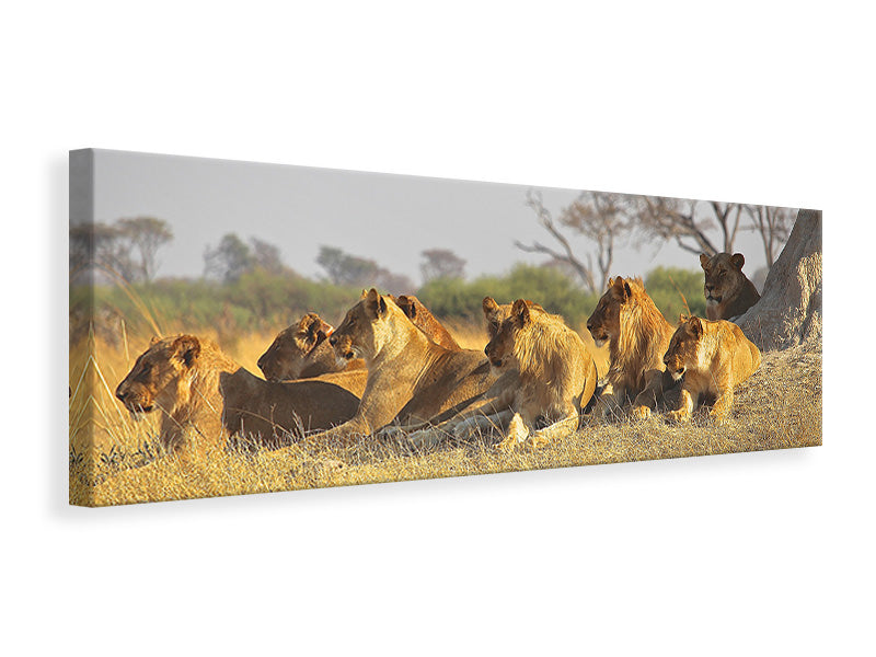 panoramic-canvas-print-lion-family