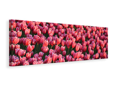 panoramic-canvas-print-lush-tulip-field